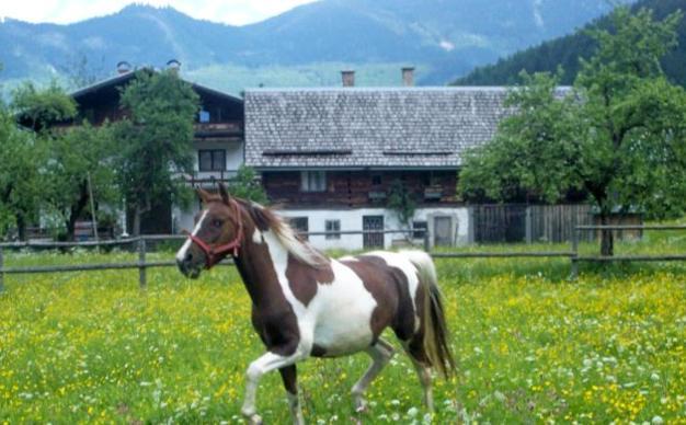Jugendgaestehaus Gosauschmied Exteriör bild